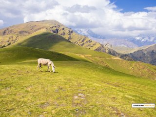 Ali Bedni Bugyal Trek- Trekking Compass